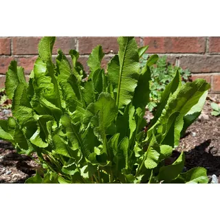 Pflanzen Für Dich Armoracia rusticana, Meerrettich ca. 11x11 cm Topf