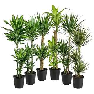 Piardino Zimmerpflanzen-Mix  (Sortenmix, Topfgröße: 24 cm)