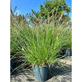 Pflanzen Für Dich Pennisetum Alopecuroides Hameln Lampenputzergras Ca. 3-5 L Container