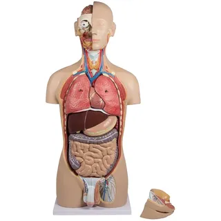 Erler-Zimmer Torso, 27-teilig