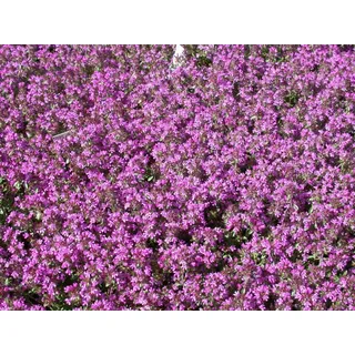 Pflanzen für Dich Staude Thymus serpyllum, 1 St., Sand-Thymian, Feld-Thymian, Quendel rosa