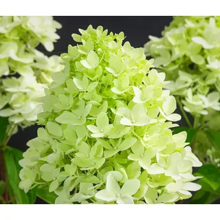 Dehner Rispen-Hortensie Limelight®, Weiß