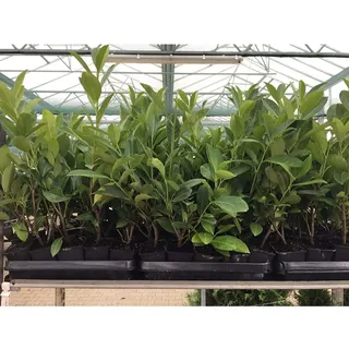 pflanzen-für-dich.de Prunus laurocerasus 'novita' P 0,5 20-30