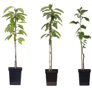 PFLANZENFREUND Apfelbaum-Mix Topfgröße Ø 9cm 3 Pflanzen