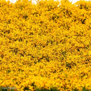 RTS 84115 - Blütenbüschel Ringelblume