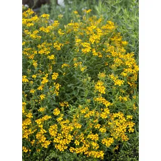 Yauhtli Gewürztagetes Tagetes lucida 20 Samen