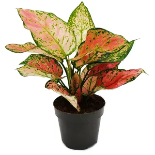 Aglaonema Crimson Love Buntblättriger Kolbenfaden 12cm Topf