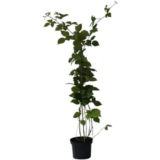 Brombeere Theodor Reimers altbewährte aromatische Fruchtsorte 60-100 cm hoch gestäbt im 2-3,5 L Topf