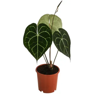 Dehner Herzblattblume, Anthurium clarinervium, Dunkelgrün, Weiß