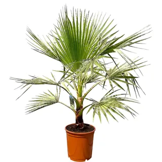 Sunny Tree - Palme - Washingtonia Robusta - 140-160 zentimeter inklusif topf - Mexikanische Fächerpalme