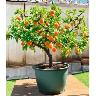 BALDUR Garten BALDUR-Garten 1x Mini-Aprikosenbaum 'Orange Beauty', Pflanze im 23 cm-Topf, Prunus armeniaca, winterhart, mehrjährig, pflegeleicht, selbstfruchtend, kleinbleibendes Bäumchen für Beet & Kübel