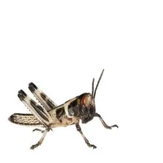 Feeders & More - Heuschrecken - Wüstenheuschrecken KLEIN - 50 Stück - Lebendfutter Insekten Wuestenheuschrecken - Futter für Reptilien, Bartagamen und Amphibien - Futterinsekten & Haustierfutter