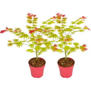 Plant in a Box - Japanischer Ahorn - 2 Stk - Acer palmatum 'Moonrise' - Höhe 40-50cm - Topf 19cm