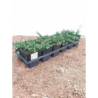 Pflanzen für Dich Bodendecker Cotoneaster micro. Streibs Findling, 1 St., Kriechmispel, Zwergmispel, bodendecker, immergrün weiß
