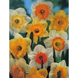 Blumenhandel Ullrich Großblumige gemischte Narzissen 50 Blumenzwiebeln Narcissus