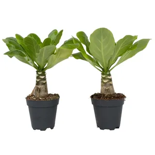 Plant in a Box - Brighamia Insignis - Höhe 25-35cm - Topf 12cm