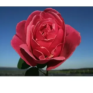 Edelrose  (Rosa 'Elbflorenz' ADR, Dunkelrosa)