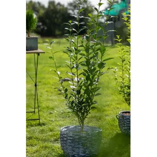 Pflanzen Für Dich Ligustrum ovalifolium 20-30 cm