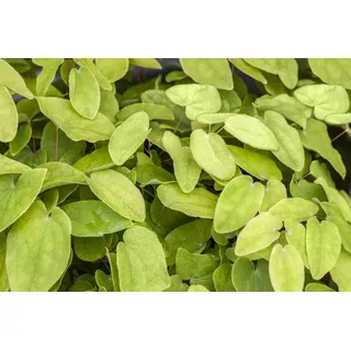 Pflanzen für Dich Staude Epimedium rubrum, 1 St., Elfenblume, Sockenblume rot