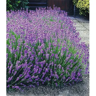 BALDUR Garten 9er Winterharte Stauden Lavendel-Hecke 'Blau', Pflanzen mit 9x9 cm Topfballen, Duftlavendel, Lavandula angustifolia Munstead, echter Lavendel, trockenresistent, bienenfreundlich