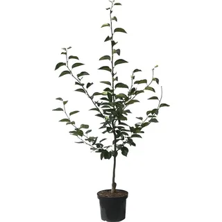 Müllers Grüner Garten Shop Nashi Nijiseiki Buschbaum