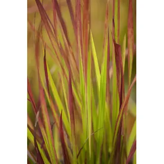 Pflanzen für Dich Gräser Imperata cylindrica Red Baron, 1 St., Blutgras, Japanisches Blutgras, rotspitzig, horstbildend