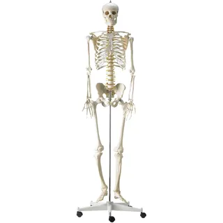 Skelettmodell mit flexibler Bandscheibe Lebensgroß HeineScientific