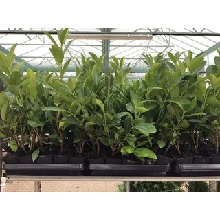 pflanzen-für-dich.de Prunus laurocerasus 'novita' P 0,5 20-30