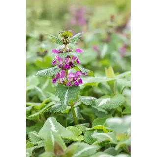 Pflanzen Für Dich Lamium maculatum Chequers Gefleckte Taubnessel Rosa Ca. 9x9 cm Topf
