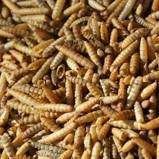 Oswalt Soldatenfliegenlarven Getrocknet 5kg - Black Soldier Fly - Energiereiches Futter für Vögel, Fische, Nager & Reptilien