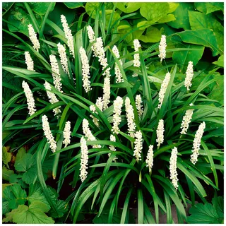 Stauden Gänge 1 x Liriope muscari 'Monroe White' Lilientraube winterhart