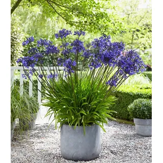 BALDUR Garten 4x Agapanthus 'Blue', Knollen in Größe I, riesige 20-30 cm große Blütenköpfe, unzählige Blüten im Sommer, winterhart & trockenheitsresistent, Schmucklilie, Blickfang im Garten & Kübel