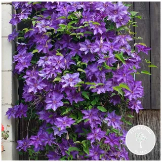Bloomique Kletterpflanze Clematis The President, Waldrebe, Lila, 50-70 cm, Topf 15 cm, 1 St. lila