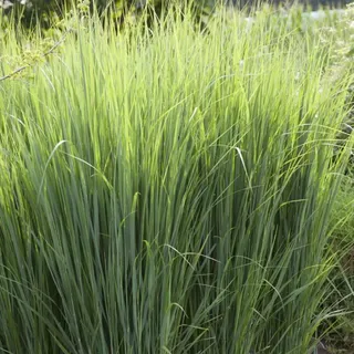 Rutenhirse – Panicum virgatum 'Northwind'