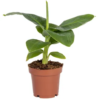 Bloomique - Musa Oriental Dwarf - Zierbanane - Zimmerpflanzen - Pflegeleicht - Haustierfreundlich - Höhe 20-30 cm - Topf 12 cm