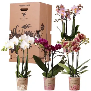 kolibri orchids Überraschungsbox Mix Pflanzen Vorteilsbox mit 4 verschiedenen
