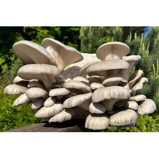 Austernpilz-Pilzzuchtkultur XXL, BIO