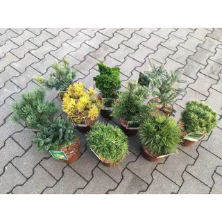 Koniferen Veredlungen 15-20 cm 2 L Container