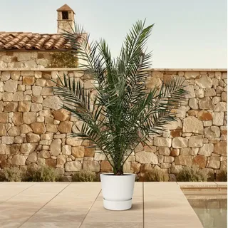 Exotenherz Zimmerpflanze Kanarische Dattelpalme Phoenix Canariensis - 27cm Topf 180 cm hoch