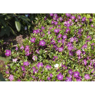 Vinca minor 'Rubra' 100 Stück – Winterhart & Mehrjährig & Pflegeleicht – Kleines Immergrün – Bodendecker für Garten & Flächenbegrünung