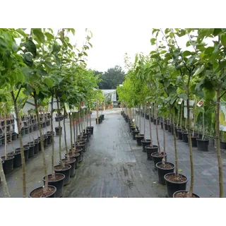 gruenwaren jakubik echter Walnussbaum Juglans regia 180 cm Obstbaum winterhart kräftiger Stamm Nussbaum