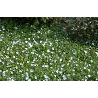 Kleines Immergrün Vinca minor Alba 10 Stück Bodendecker winterhart | 10 Stück, weiße Blüten, halbschattig bis schattig, blickdichte Unterpflanzung, robust, bodenbedeckend, schnellwachsend