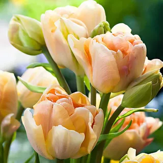 50 Stück Tulpenzwiebeln Winterhart Mehrjährig, Tulpen Samen für Garten und Balkon, Tulpen Pflanzen, Garten Blumen, Ideale Garten Pflanzen, Balkon Pflanzen, 50Pcs Tulip Seeds (Champagner)