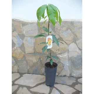 Echter veredelter Mangobaum -Mangifera indica, Mangopflanze ca. 100-120 cm