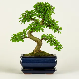 Chinesische Ulme Bonsai Baum, ca. 8-9 Jahre alt, 35-40 cm Höhe - Pflegeleichter Indoor Bonsai für Anfänger & Profis, Dekoratives Zimmerpflanze, Ideal für Büro & Zuhause
