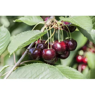 Pflanzen Für Dich Prunus Cer.'morellenfeuer' Cac 150-200cm Im 7,5l Topf