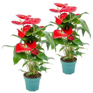 Bloomique - 2er Set - Anthurium Andreanum - Rot - Flamingoblume - Blühende Zimmerpflanzen - Pflegeleicht - Höhe 30-40 cm - Topf 12 cm
