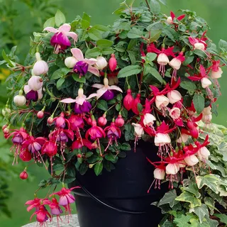 3 x Fuchsia Gartenfertige Pflanzenkollektion - Robuste Outdoor-Sträucher im Topf-Mix