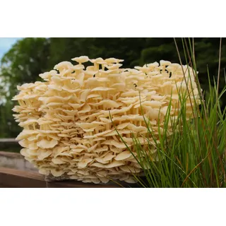 Enoki-Pilzzuchtkultur XXL, BIO