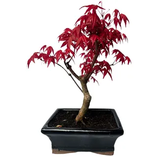 Bonsai Baum mit Keramik Blumentopf - Ligustrum, Ficus, Carmona, Podocarpus, Chinese elm - ca. 6-9 Jahre (15 cm Schale ca. 6 Jahre, Acer Deshojo P15)